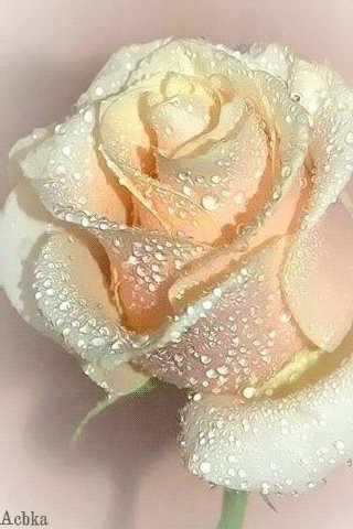 file_93093357