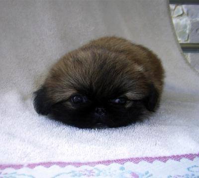 flowers-1155742677 i 2669 full