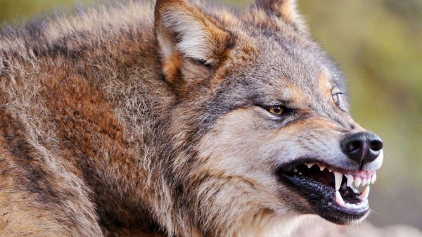 Wolf-wallpaper-1366x768 01