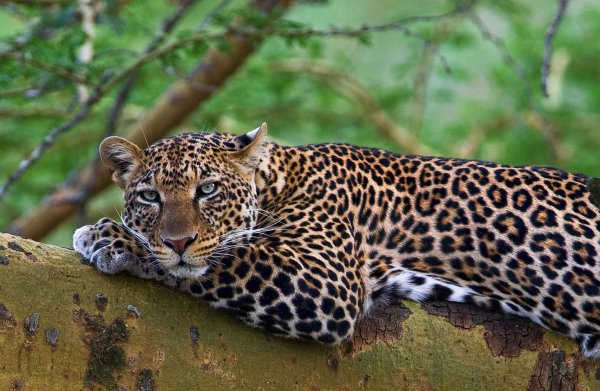 leopard-hischnik-vzglyad-5439
