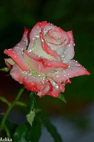 file_93428194