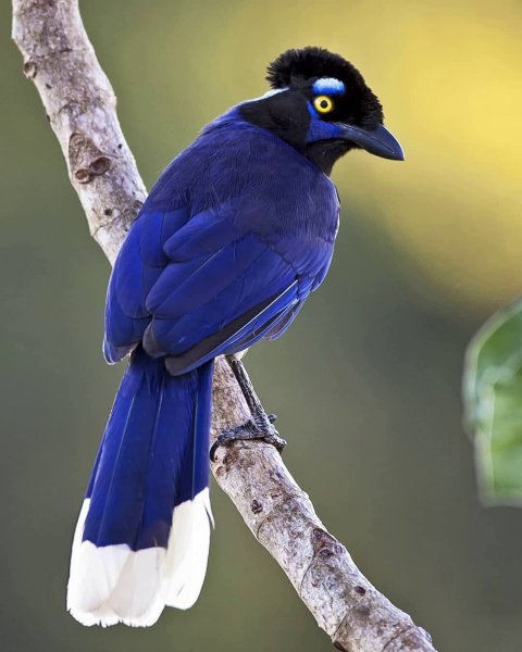 Плюшевоголовая разноцветная сойка Plush-crested Jay