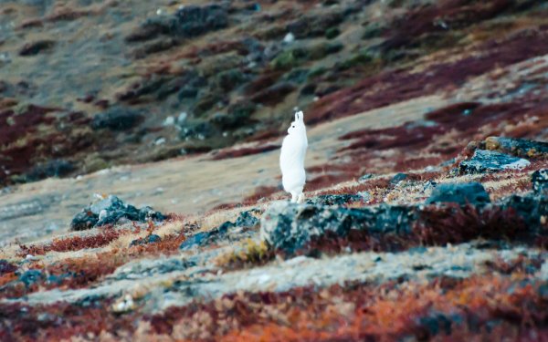 Polar Animals 4