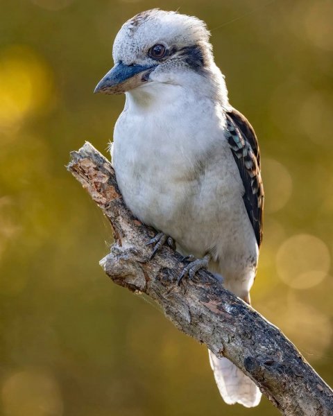 Смеющаяся кукабара - Laughing kookaburra