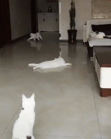 Кошачий дрифт