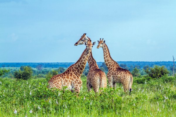 Shutterstock 787882315