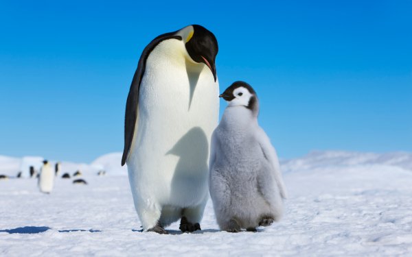 Penguin Papas 2