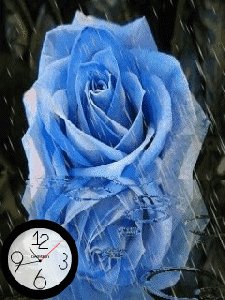 blue-rose 2zx441kp