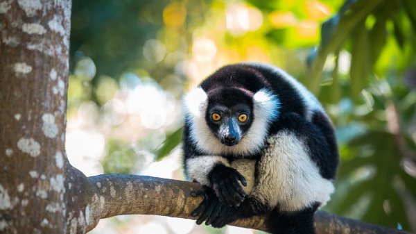 RuffedLemur ROW0207681779 UHD