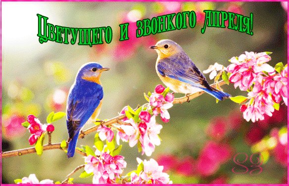 Анимированная открытка цветущего и звонкого
