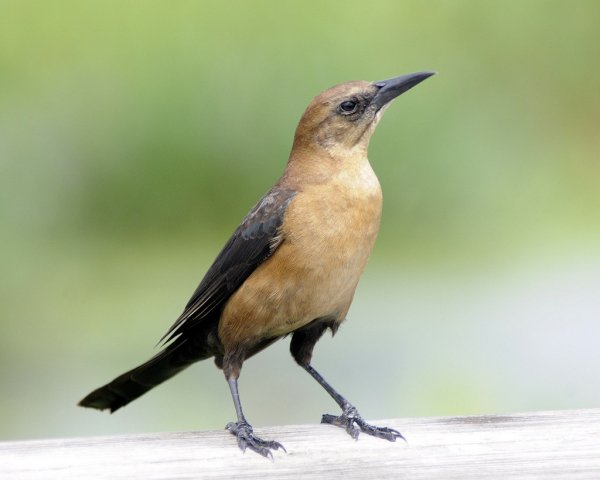 Лодкохвостый гракл Quiscalus major