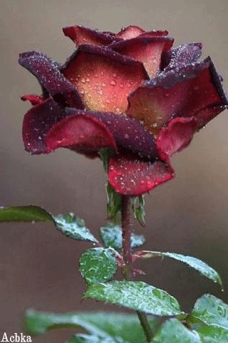 file_93575754