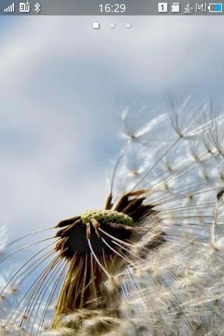 taraxacum