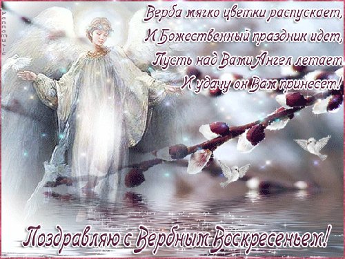 анимированная открытка верба мягко цветки