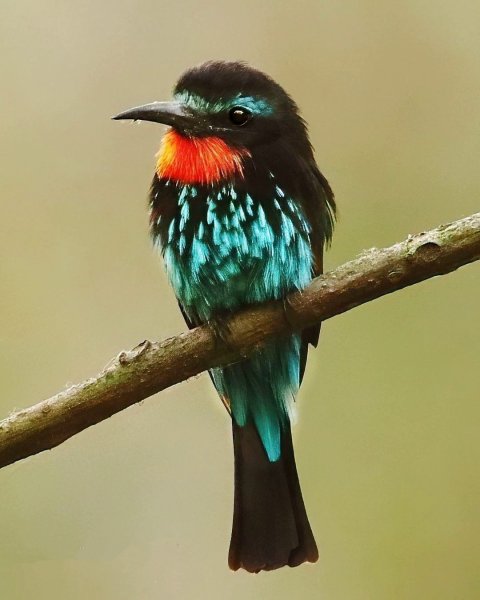 Чёрная щурка Black Bee-eater