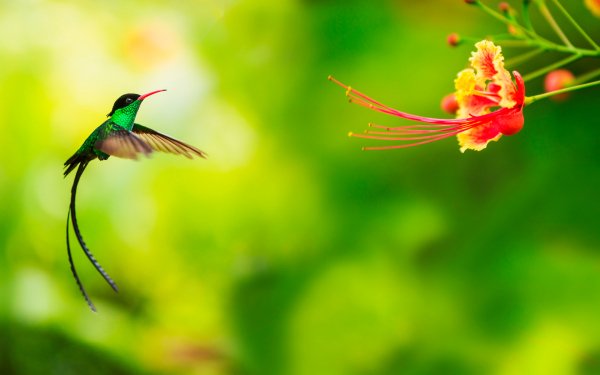 Colorful Birds 2