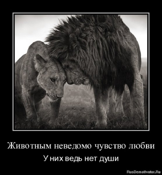 Животным неведомо чувство любви...