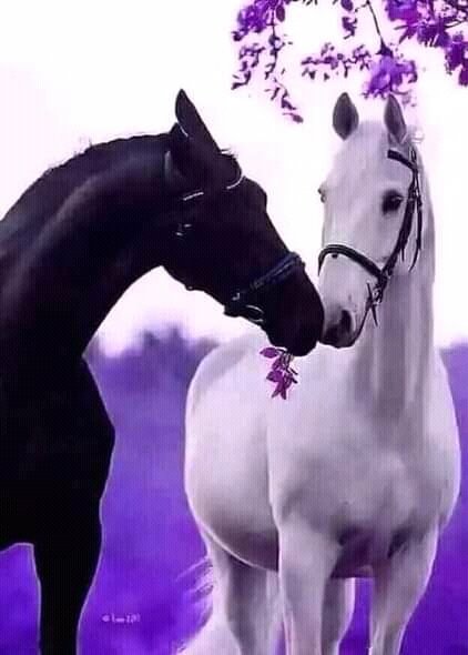 FB IMG 16391223181926528