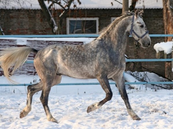 Орловская порода лошадей (орловский рысак) (2)