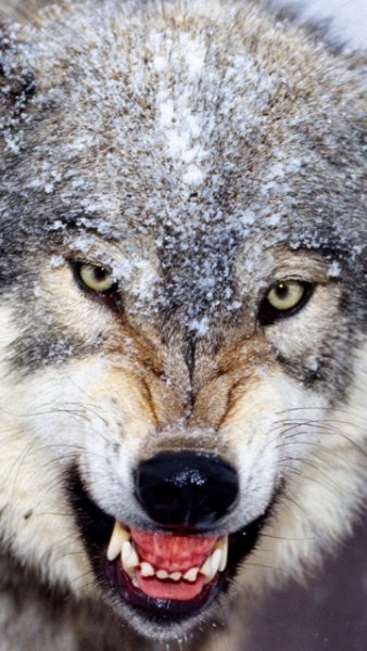 Wolf 173528