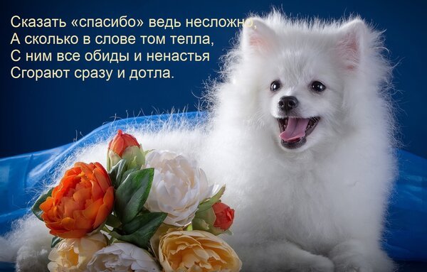 Открытка сказать спасибо ведь несложно