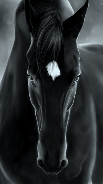 Black Horse-wallpaper-9998889