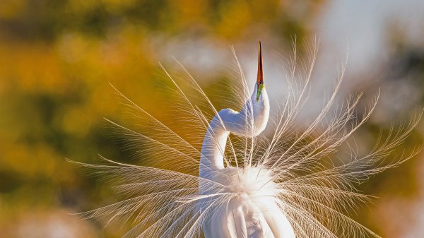 Большая белая цапля Эверглейдс Great Egret UHD обои 4К