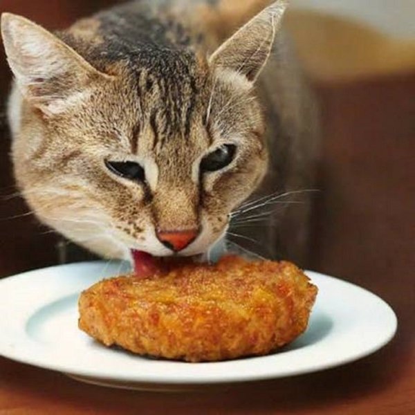 Кот и котлета