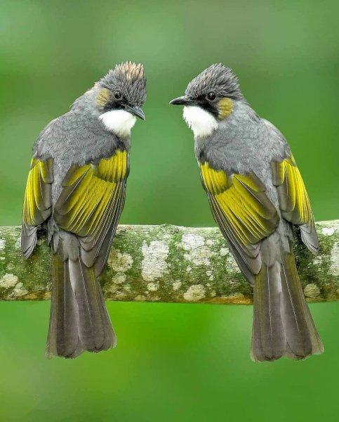 Рыжеухий бюльбюль Ashy bulbul