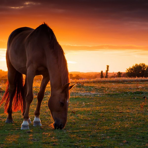 horse-4