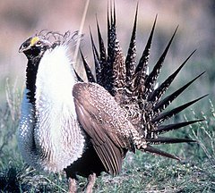 Sage Grouse in Grand Teton NP-NPS
