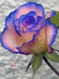 Rose cl