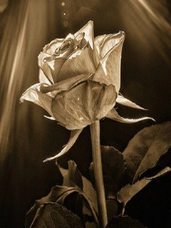 rose y2ex