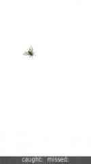 Catch The Fly