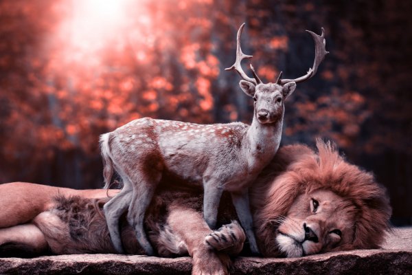 Lion-deer