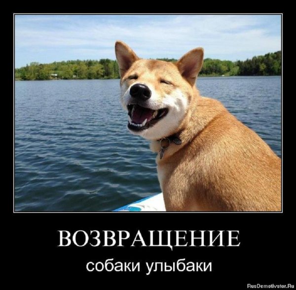 Собака улыбака