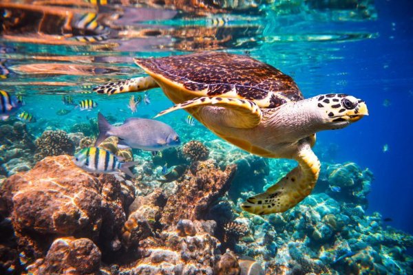 Reef 6