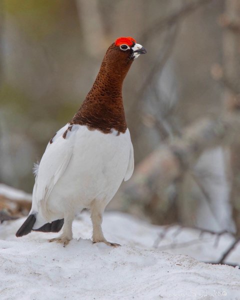 Белая куропатка Willow Ptarmigan