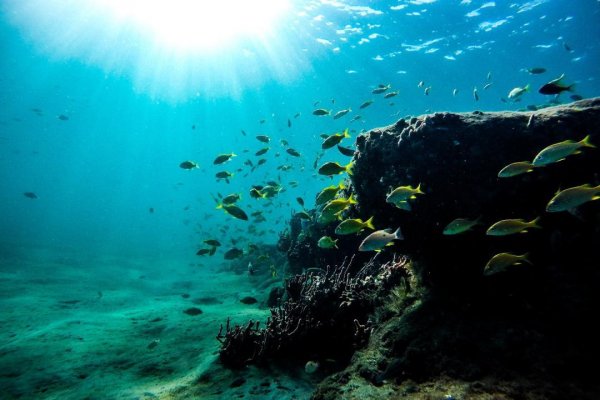 Reef 15