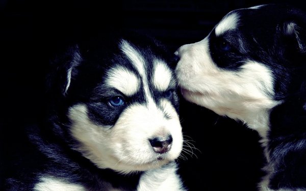 Animals Dogs Two serious black and white
