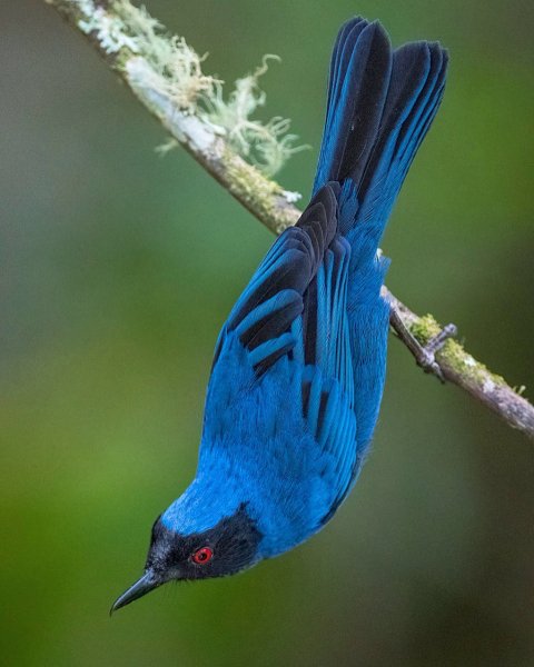 Масковый крючкоклюв Masked Flowerpiercer