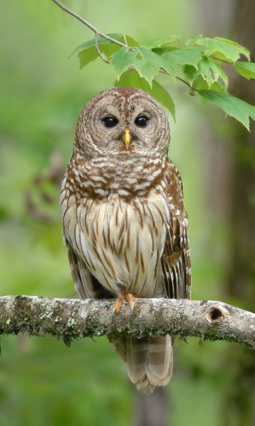 animals-480x800-0011