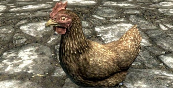 Cockerel
