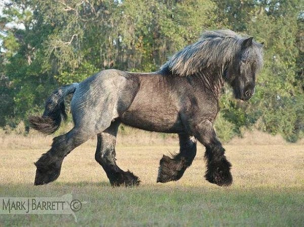 Бельгийский тяжеловоз (Брабансон)