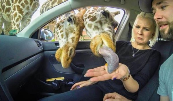 photo-animals-2014-23