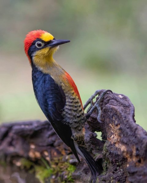 Желтолицый меланерпес - Yellow-fronted Woodpecker
