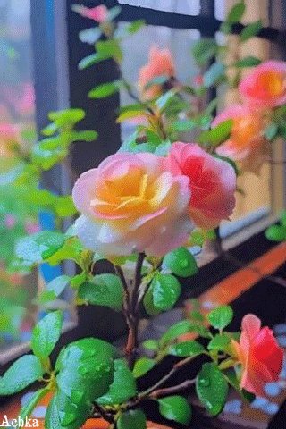 file_94004497