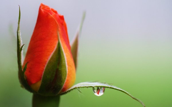 Image (6)