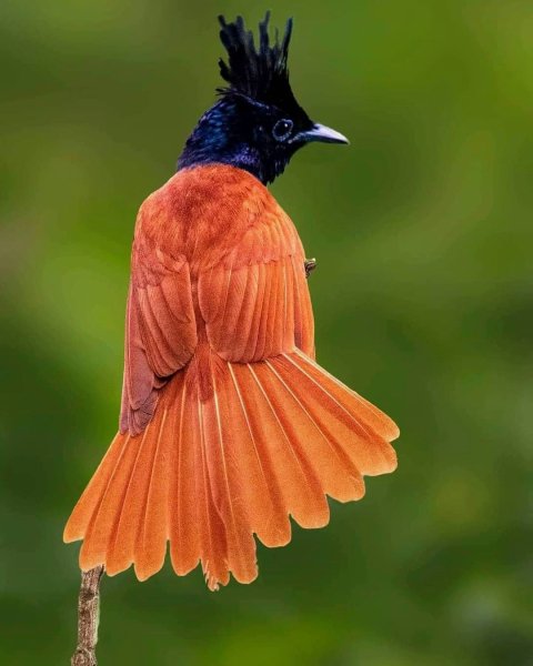 Райская мухоловка Asian Paradise-flycatcher