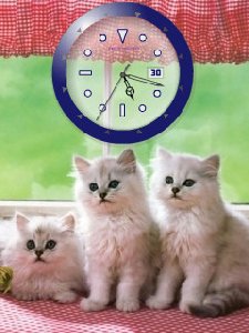 Cute kittens